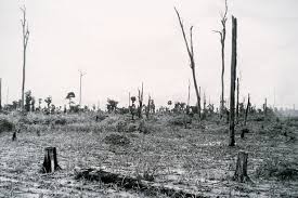 Effects on Environment - Defoliants Used During the Vietnam War