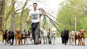 Saratoga dog walker has a big following | The Daily Gazette