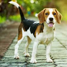 Beagle Dog Breed » Information, Pictures, & More