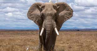 Maybe Elephant Poachers Aren't as Evil as You Think – Mother Jones