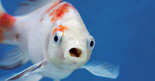 70 Best Fish Names for Clever, Funny, Cute, Punny Ideas