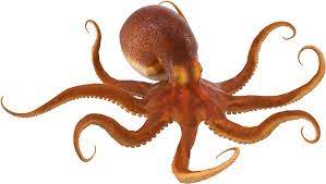 Octopus PNG