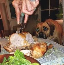 I Wish Someone Would Look At Me The Way Dogs Look At Food | Funny animal  photos, Funny dog pictures, Funny animal pictures