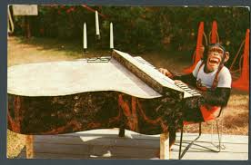 Piano playing monkey | Playing piano, See monkeys, Gershwin