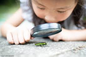 Fostering Curiosity in the Classroom: "What Percentage of Animals are  Insects?" |Education & Teacher Conferences