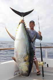 67 Best Big Fish images in 2020 | big fish, fish, monster fishing