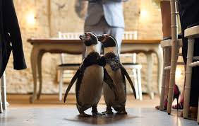 Video captures lavish wedding ceremony for inseparable gay penguins - The  Irish News