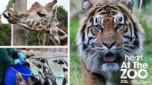 Heart at London Zoo: We go behind the scenes to see the animals and their  keepers... - Heart