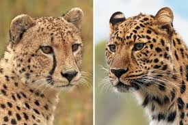 Cheetah vs Leopard - how to tell the two cats apart - The Wildlife Diaries