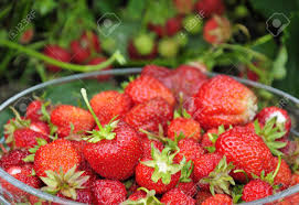 Juicy Strawberry Fruit In Swedish Garden Stock Photo, Picture And Royalty  Free Image. Image 16292965.